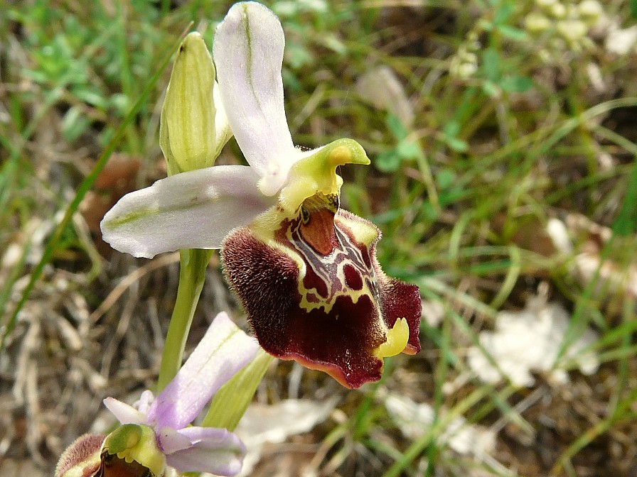 Variabilita'' di Ophrys holosericea (=O. fuciflora)....